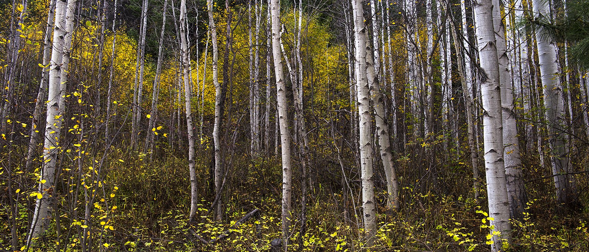 birch forest